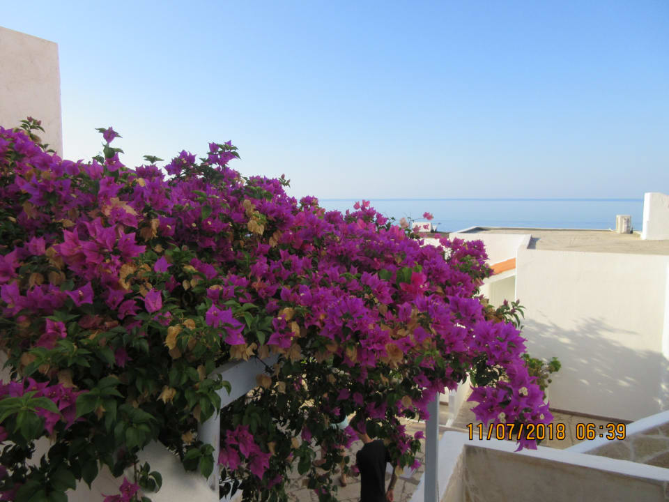 Gartenanlage Aroma Creta Hotel Apartments & Spa