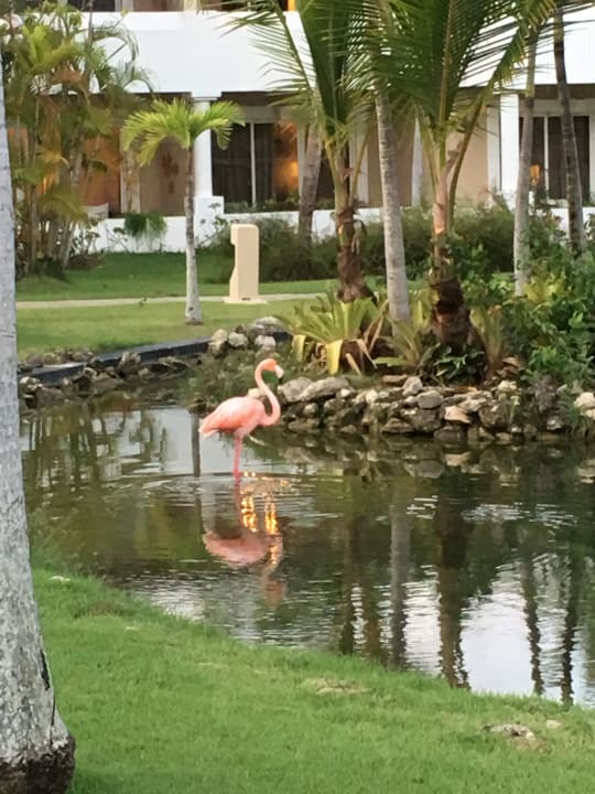 Gartenanlage Meliá Punta Cana Beach Resort - A Wellness Inclusive For Adults Only