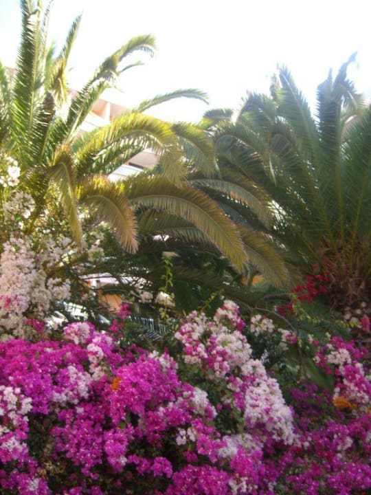 Blumenlandschaft - Entspannung am Pool Abora Buenaventura by Lopesan Hotels