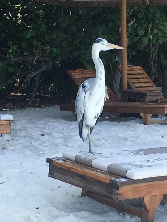 Sonstiges NH Collection Maldives Reethi Resort