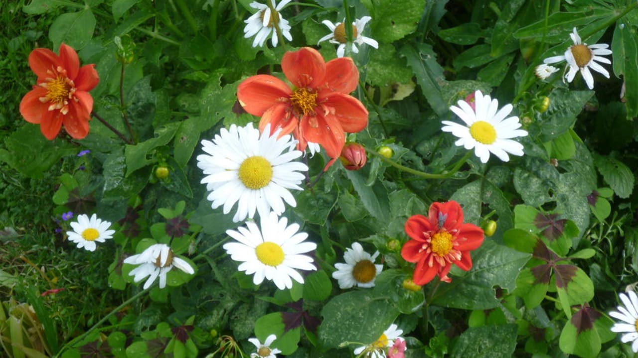 Blumen Gästehaus Höflinger