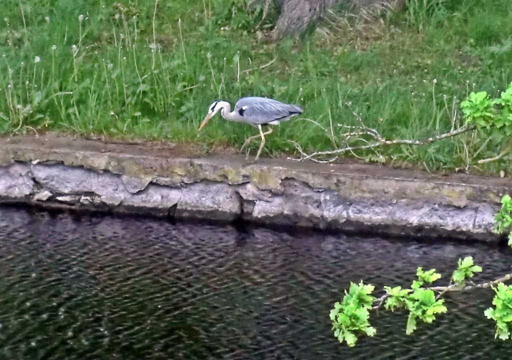 Graureiher auf der Suche nach Futter  Wasserschloss Mellenthin