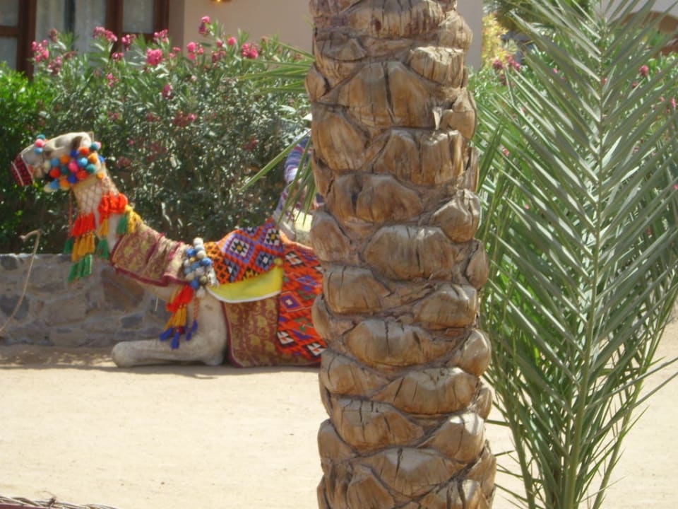 Haus-Kamel Three Corners Rihana Resort Deluxe