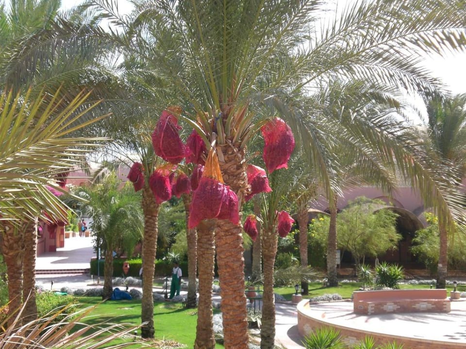 Dattelernte Jaz Makadi Oasis Resort