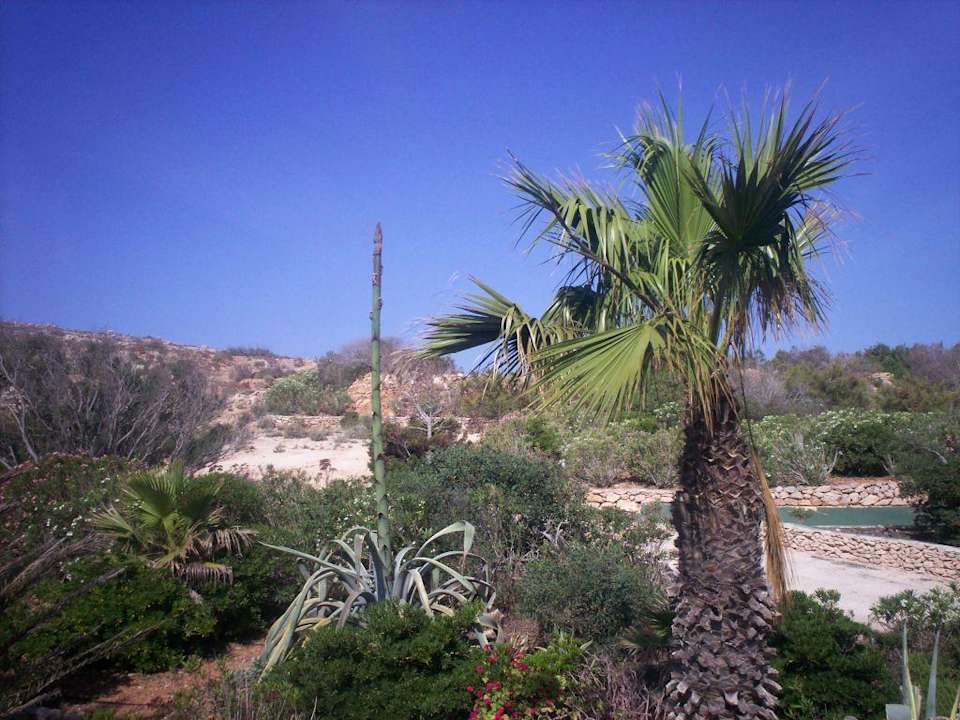 Ausblick Landseite Comino Hotel & Bungalows