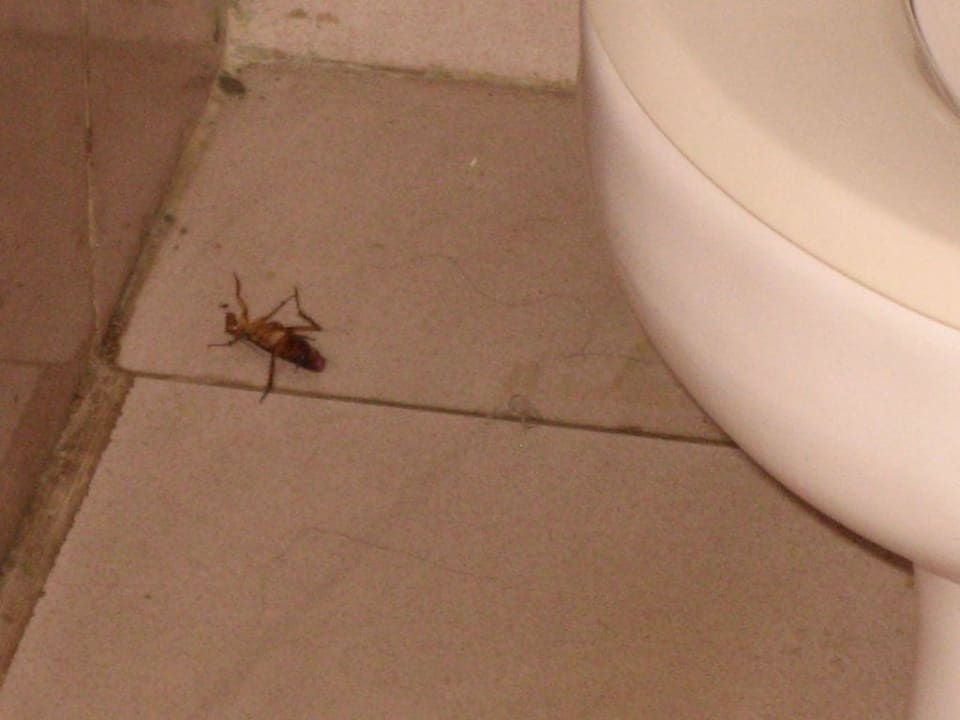 Kakerlaken im frisch geputzten Bad Hotel Tjampuhan