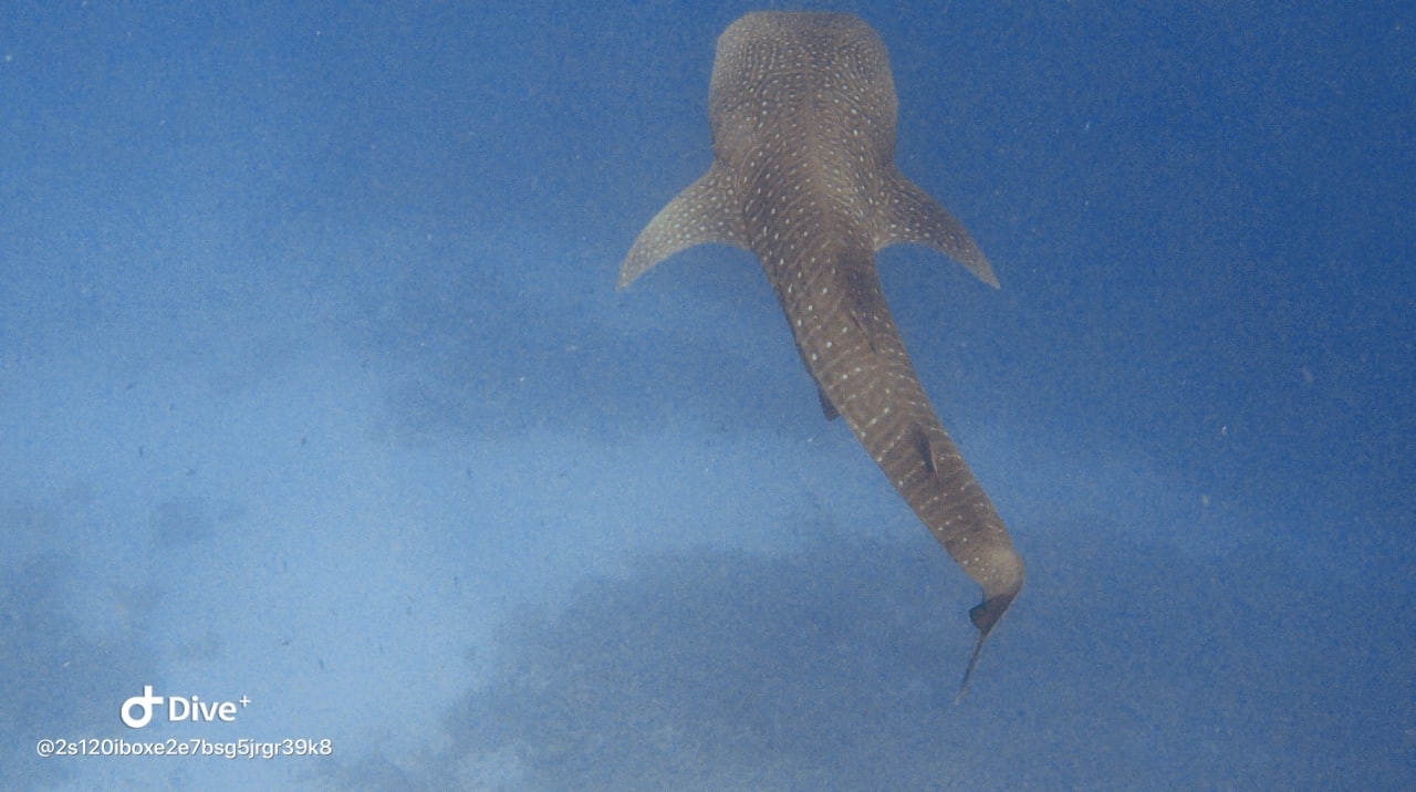 Sport & Freizeit Pickalbatros Palace Hotel-Port Ghalib