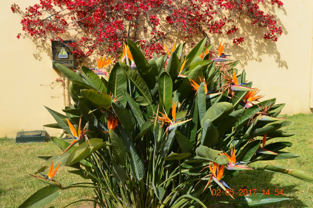 Gartenanlage Hotel Mareblue Beach