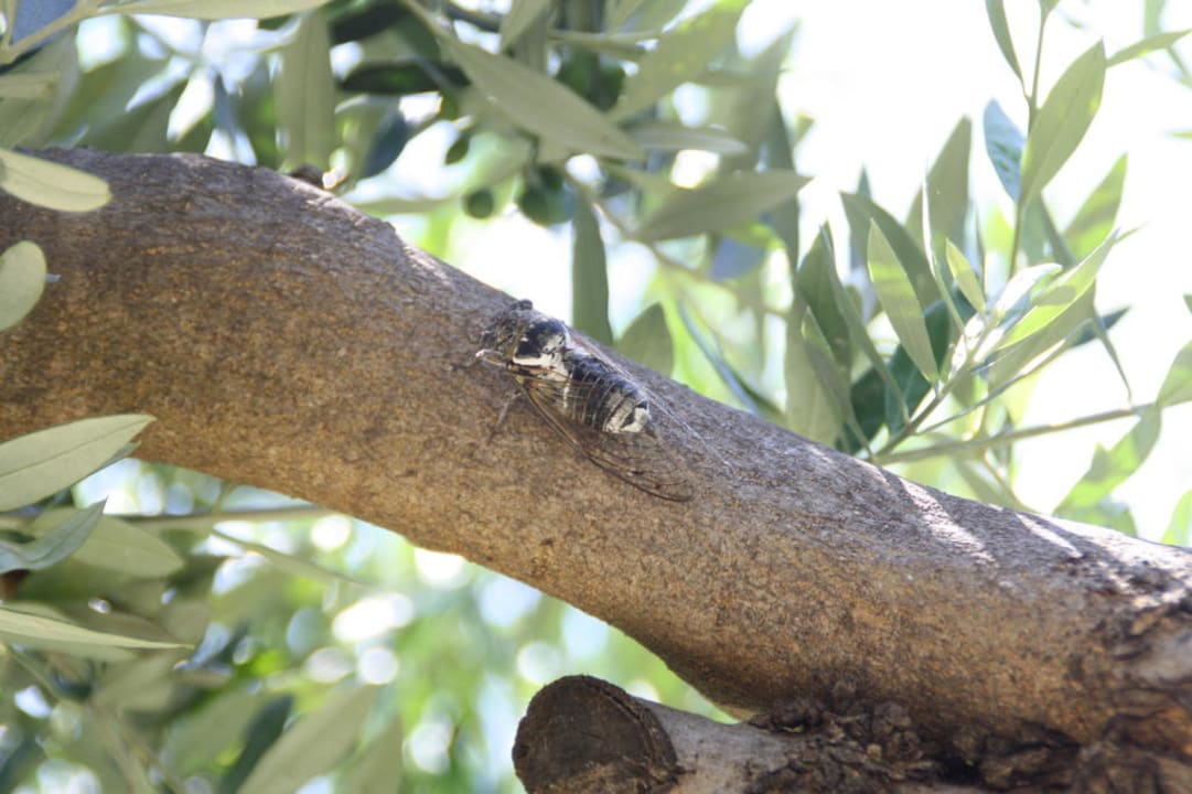 Das Grauen! Ohrenbetäubender Lärm! Nie wieder her! TUI KIDS CLUB Alex Beach