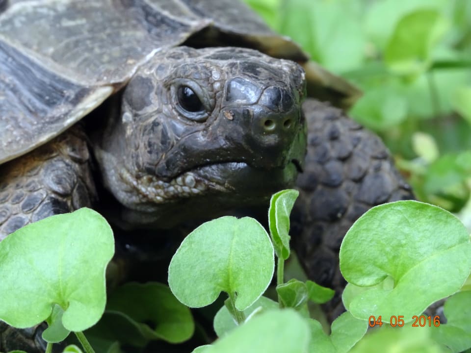 Landschildkröten Asteria Family Belek