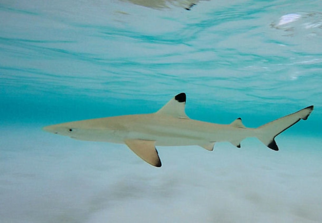 Sonstiges Adaaran Select Hudhuran Fushi - Premium All Inclusive