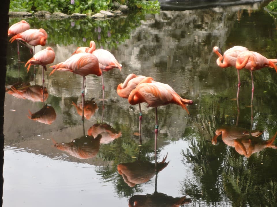 Flamingo Grand Palladium Select White Sand Resort & Spa