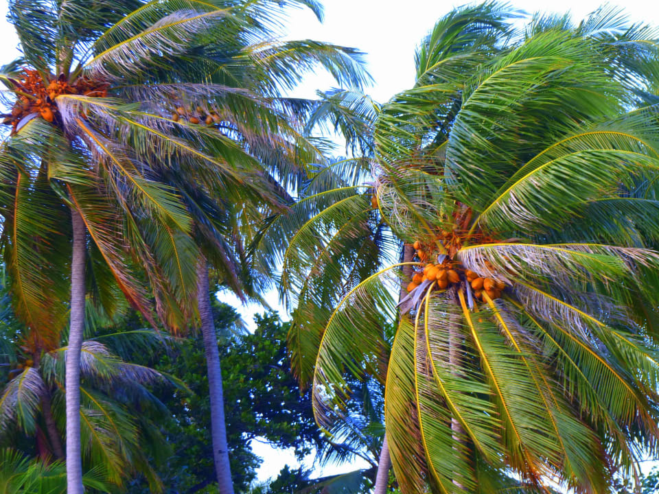 Strand Embudu Village