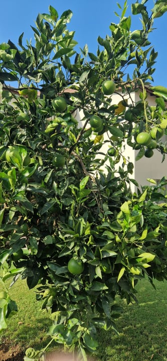 Gartenanlage Arum Barut Collection