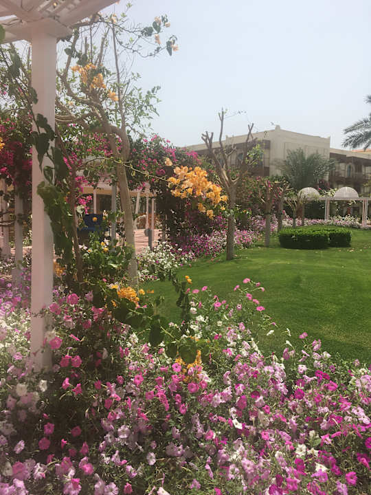 Gartenanlage Desert Rose