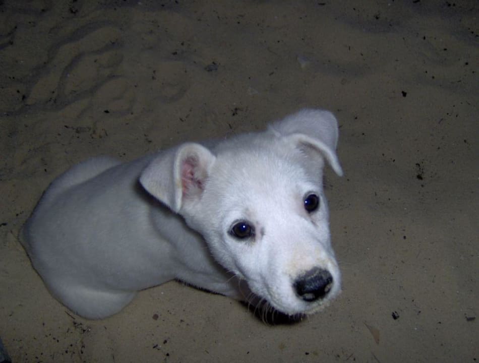 Knut-Simba Sentido Phenicia