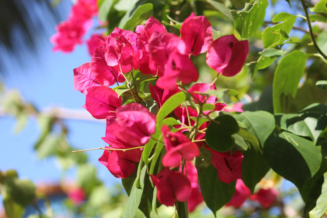 Gartenanlage Catalonia Playa Maroma