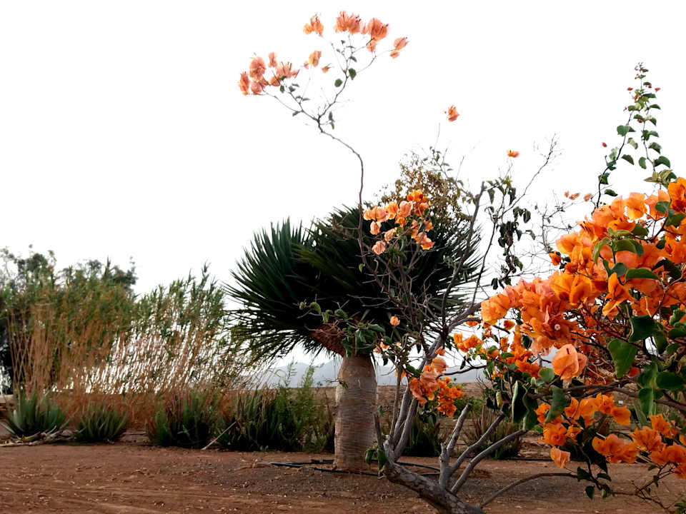 Gartenanlage Agro-Hotel Rugama