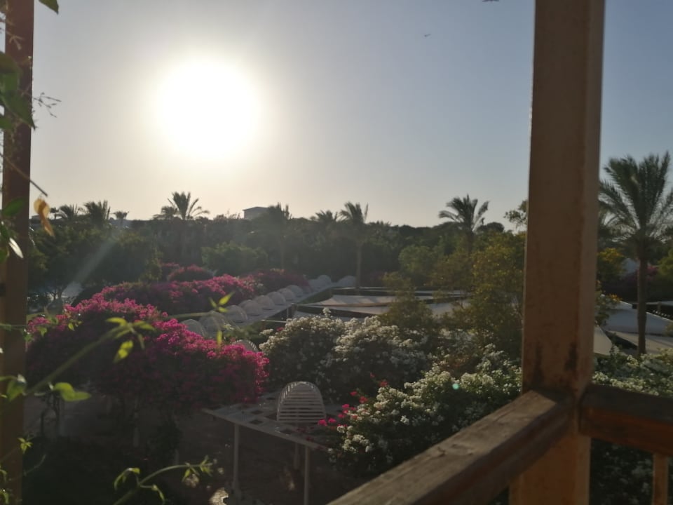 Gartenanlage Desert Rose