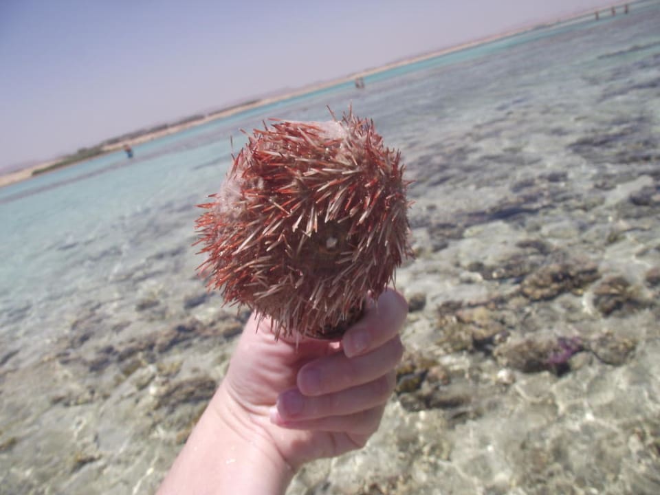 Co vše se ve vodě najde Swisstouch Oriental Resort Marsa Alam