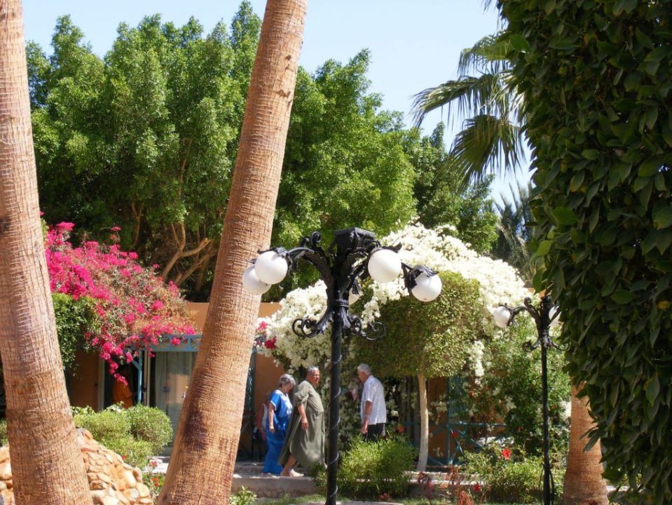 Garten Giftun Azur Resort