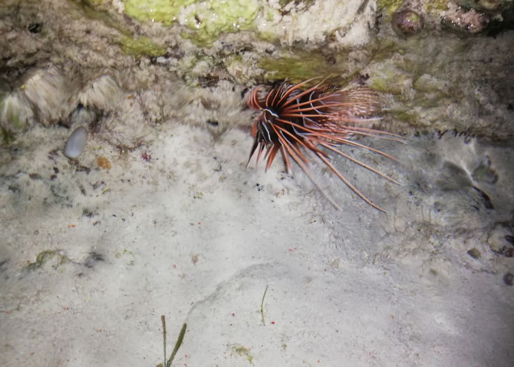 Strand Karafuu Beach Resort & Spa