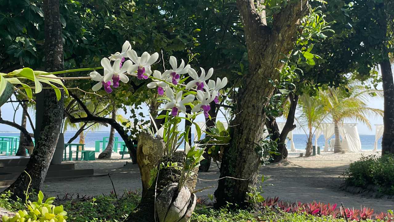 Gartenanlage Adaaran Select Meedhupparu Island Resort - Premium All Inclusive