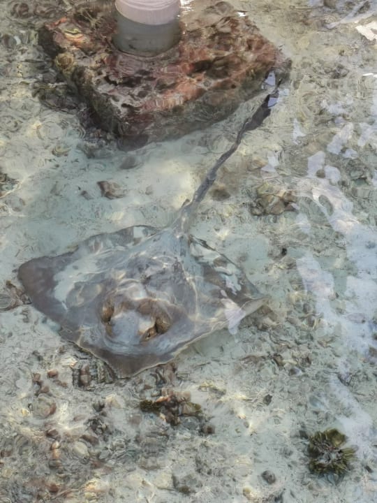 Sonstiges Adaaran Select Hudhuran Fushi - Premium All Inclusive