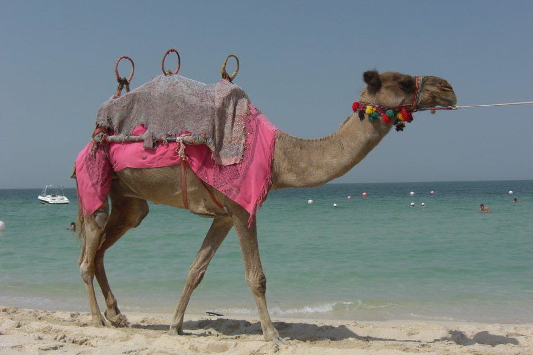 Am Hotelstrand Le Royal Méridien Beach Resort & Spa Dubai