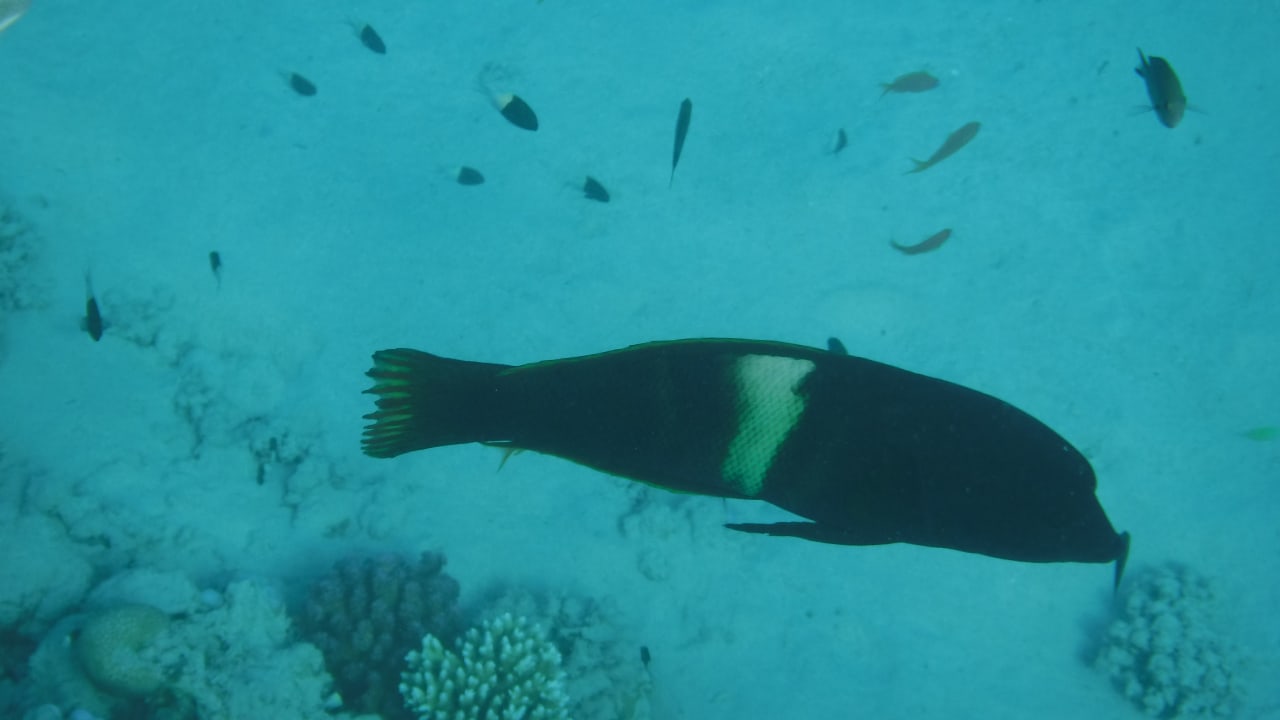 Sport & Freizeit Malikia Resort Abu Dabbab