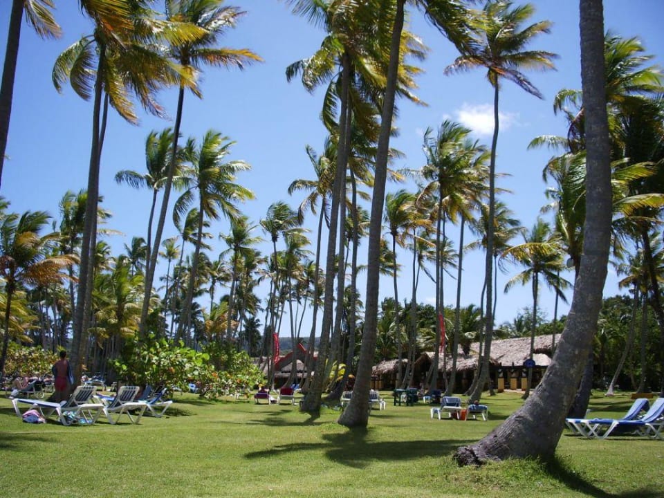 Liegewiese Wyndham Alltra Samana