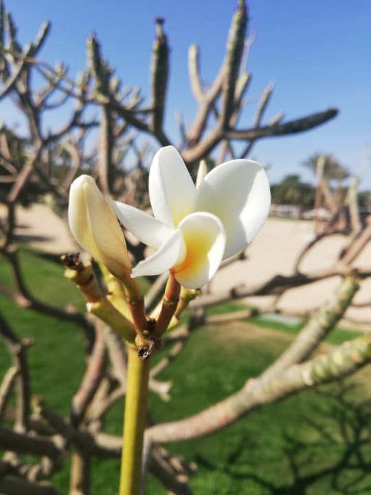 Gartenanlage Steigenberger Aqua Magic