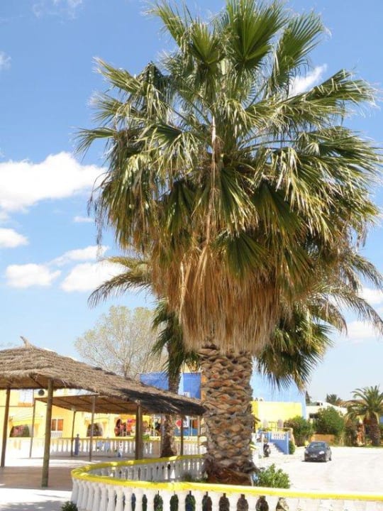 Ogród Caribbean World Hammamet Garden