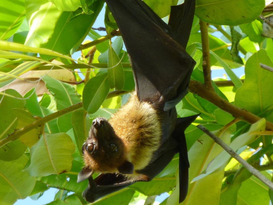 Indischer Flughund Summer Island Maldives