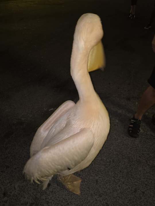 Sonstiges Sindbad Club