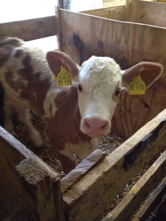 Die jüngste Hofbewohnerin Ferienwohnungen Lettnerhof