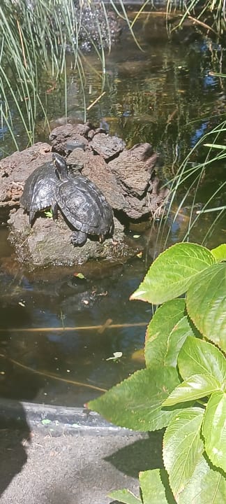 Sonstiges Barcarola Club