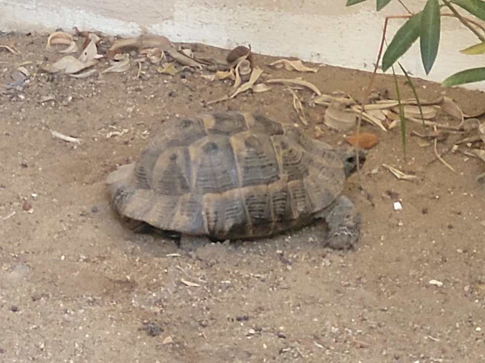 Gartenanlage Adora Hotel & Resort