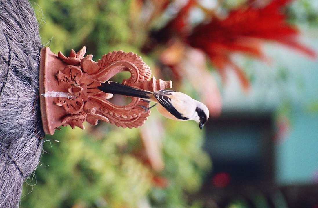 Gefiederter Sänger im Hotelgarten The Laguna A Luxury Collection Resort & Spa