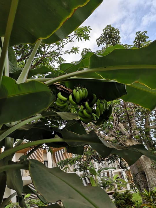 Gartenanlage TUI BLUE Tamala