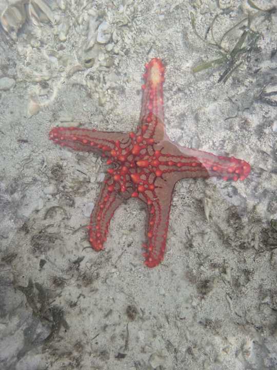 Strand VOI Kiwengwa Resort