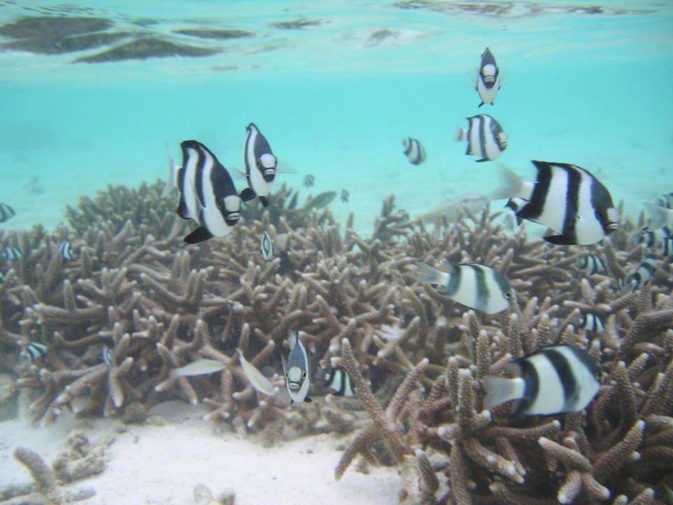 Fische Adaaran Select Hudhuran Fushi - Premium All Inclusive