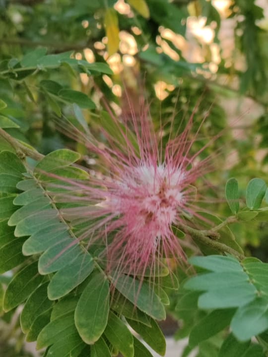 Sonstiges Makadi Spa - Adults only