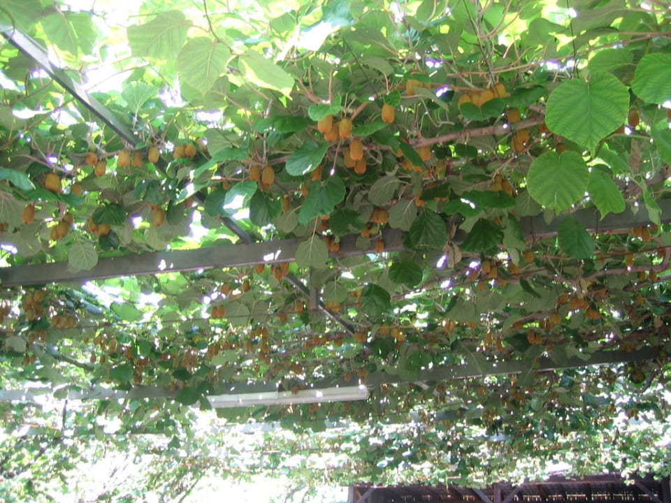 Kiwiüberdachung Apartments Oberdorner