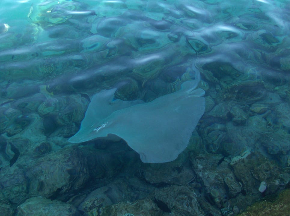 Rochen Summer Island Maldives