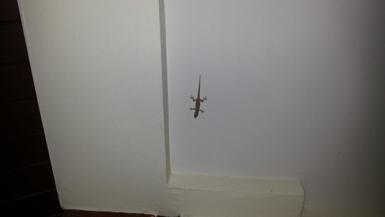 Besuch auf dem Balkon Kata Palm Resort & Spa