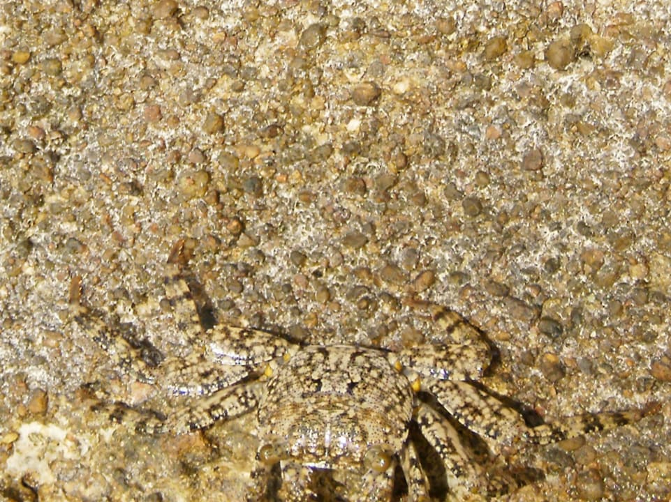 Mister Krebs Pickalbatros Citadel Resort