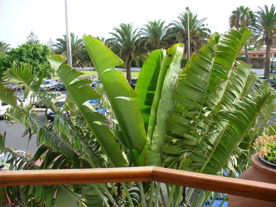 Palme vor Balkon Nogal Appartements - Adults only