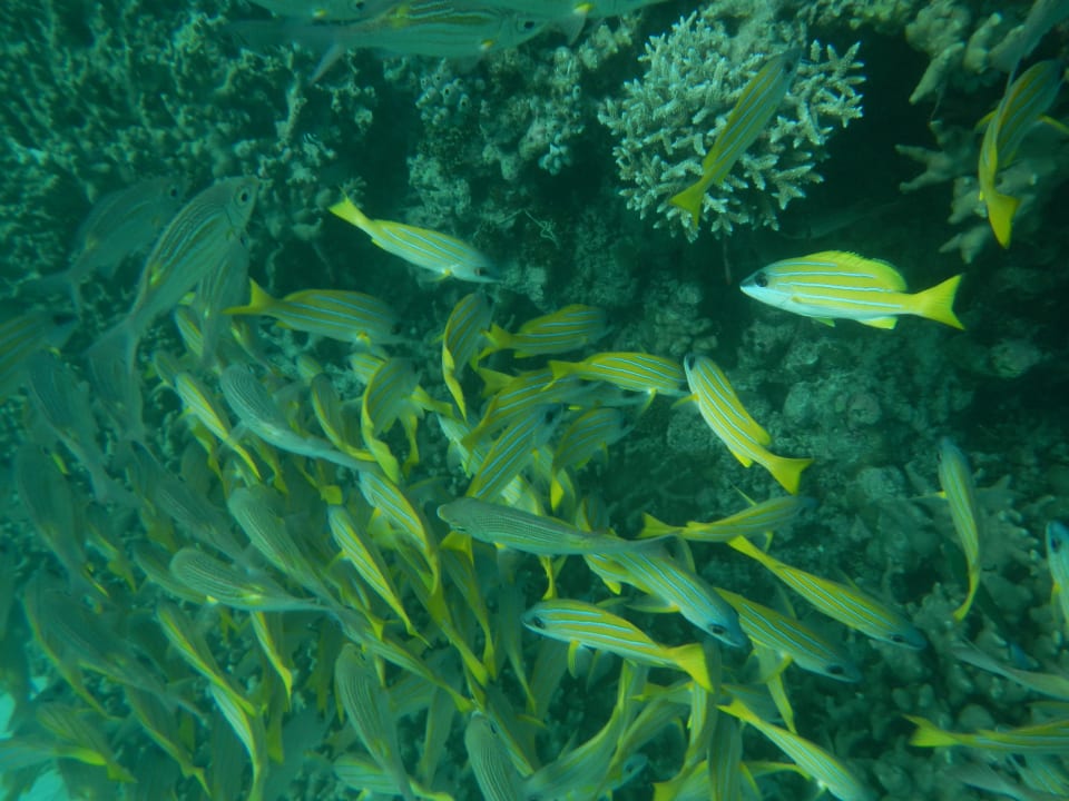 Fischschwarm am Hausriff Veligandu Maldives Resort Island