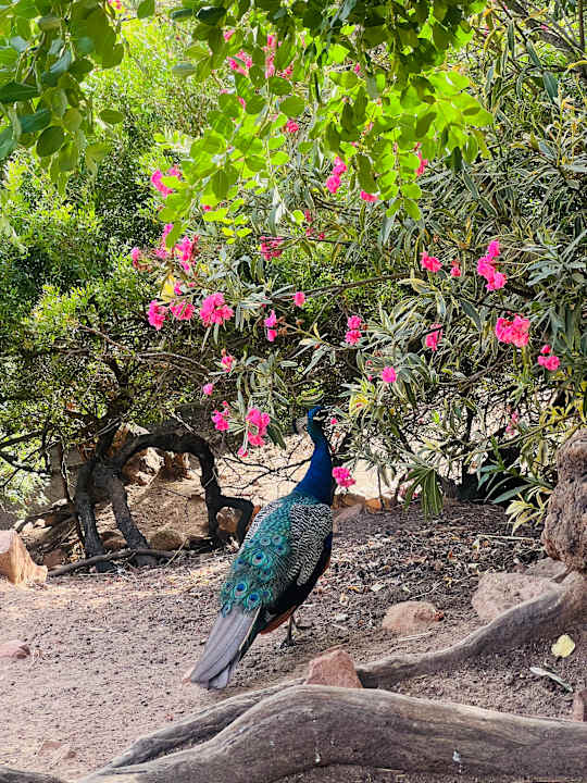 Gartenanlage Arbatax Park Resort - Telis